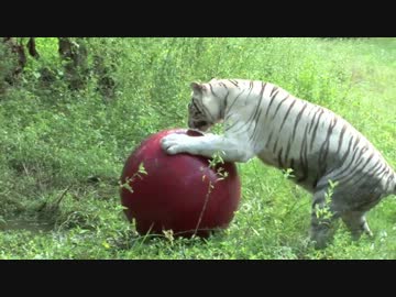 おもちゃで遊ぶおっきなネコたち