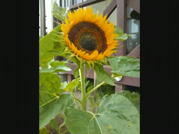 「まったり田舎暮らし動画」　その１