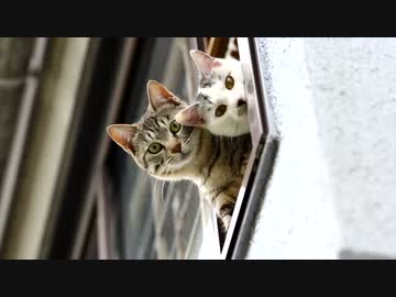 窓なんて飾りです。お偉い方にはそれが分からんのです。