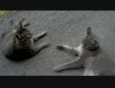 トラさん一家観察日記　356日目
