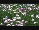 清澄庭園 花菖蒲田