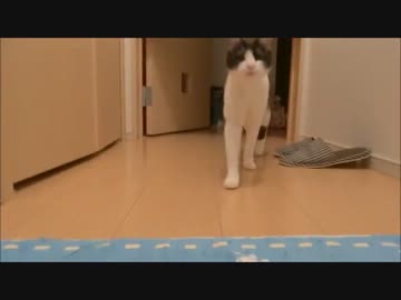 ニャｧアｧｧアｧｧアｧｧアｧｧアｧｧアン