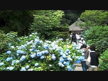 鎌倉 明月院 紫陽花