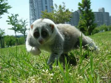 スローロリスくん一線を越える