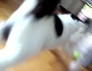 うちの猫様達９