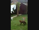 キツネを連携して追い払うぬこ達