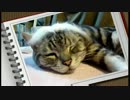 エクステで変身！猫　　