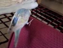 この椅子をガジガジする行動【パピコ】