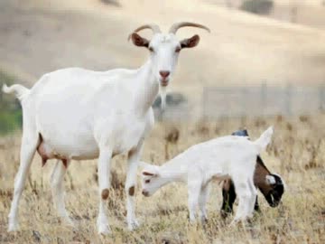 貴重なヤギの交尾時の鳴き声.kbtit