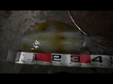 目指せキロオーバー第三弾！「春のデカアオリ編」＠ごましお