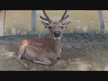 ［黒鹿に乗って］奈良公園で鹿センベイを買ったよ。パート１