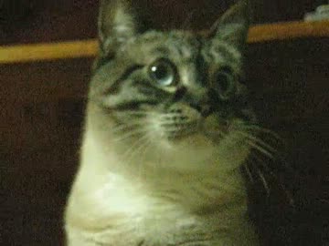 喋る猫しおちゃんの動画をジャンくんに見せてみた　無口な猫の反応は？