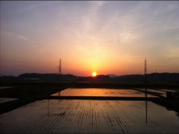 【自然音】カエルの鳴き声【夏の夜】