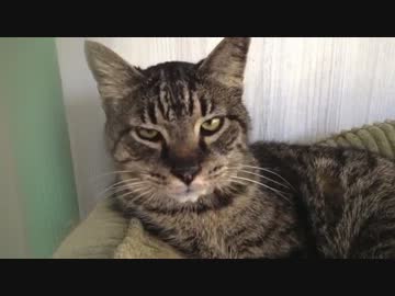 小さな猫から大きな猫まで鏡を見せて反応を比べてみた