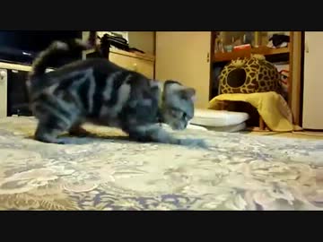 【レオ★ララ】　変なスイッチが入った猫　　　