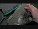 トラさん一家観察日記　358日目