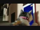 にゃんこをiPadで遊ばせてみた