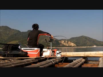 爆釣のっこみ黒鯛in広島