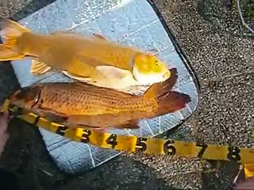 【ニコニコ巨大魚釣りダービー】ど素人が釣り実況してみた　その１０