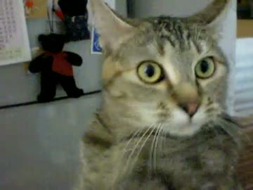 拾いねこ＠生後327/294　8月の引越先が決まりました。