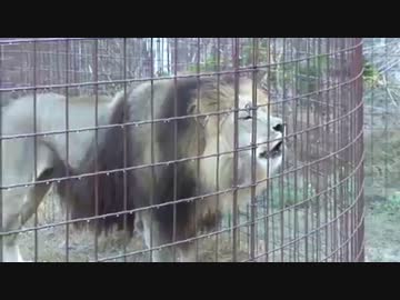 小さな猫から大きな猫までいろんな猫の鳴き声をまとめてみた