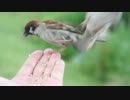 手乗りすずめ（・Θ・） Sparrow,すずめ,スズメ,雀：手乗り