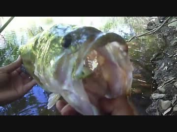 たぶんもっとバスは釣れる！6 【マイラーミノーでガボッ！編】