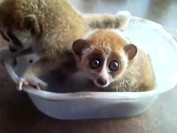 エサ皿ロリスくん