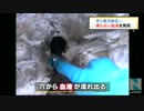 マンモスから液体の血液採取、－１７度でも凍らず