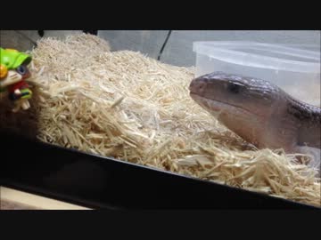 アオジタトカゲ ア○ルー追いかけっこ