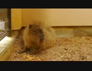 木屑の上でカピバラごろんごろん