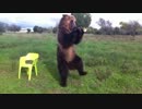 【この熊すげぇ！】いろいろな芸を披露するクマさん【ロシア】