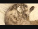 ツンギレのうちの猫の寝ぞうがぶりっこすぎる件