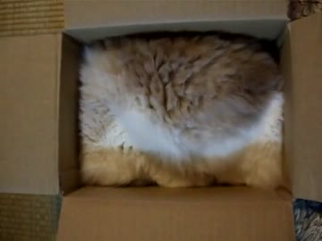 【レオ★ララ】 箱！箱！箱！と猫　