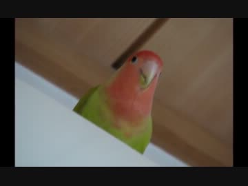 モグラたたきインコ・ももちゃん