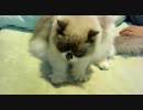 お手手パーしてフミフミ猫　　