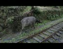 とある中国の日常風景