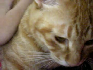 拾いねこ＠生後330/297　アコにょん生誕11ヶ月おめでとう～～。