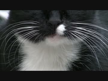 【おちぇんちぇん】てや！えい！おちぇん！【おちぇんちぇん】