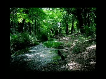 エシディシの森だァァアァ