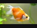 ピンポンパール親魚と稚魚.mp4.out