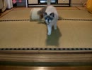 犬みたいな猫　　