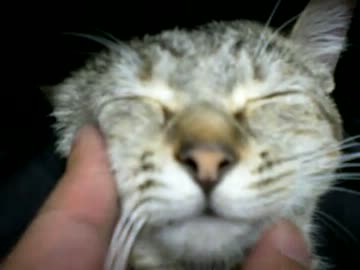 拾いねこ＠生後331/298　福猫月音さま