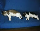 おれ、ねこ