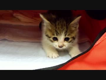 母猫が育児放棄した子猫の里親になった