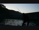 ウミタナゴ釣り