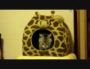 猫が選ぶ場所　　