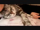 娘とネムネムな猫　　