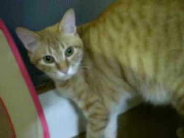 拾いねこ＠生後332/299　サッカー日本代表W杯本戦出場決定おめでとー