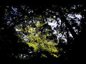 【東方】Izanagi set 01 〜 緑のサナトリウム【ハウスリミックス】